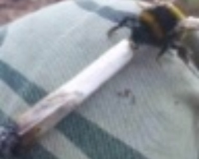 inscription 88f92caaa18ac602316258911a5bbb5cc42e5fccf6accba4c33b9298371ad282i0