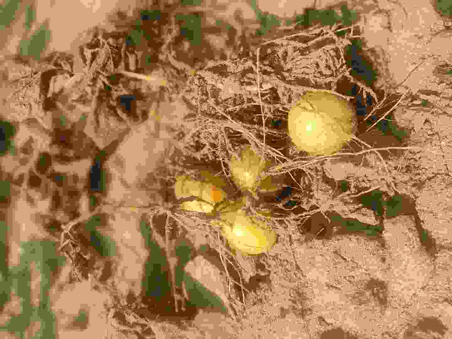 inscription b355338d8686fa4072920d2da4eabed4e59cf0aab59f62af98cdca684061bc2ci0