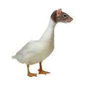 inscription f62b47edf04183c3cd4cc70b0cfc74cbfe91576d67e3b7c53d235463b9fdfaebi0